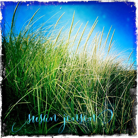 Beach Grass 5x5